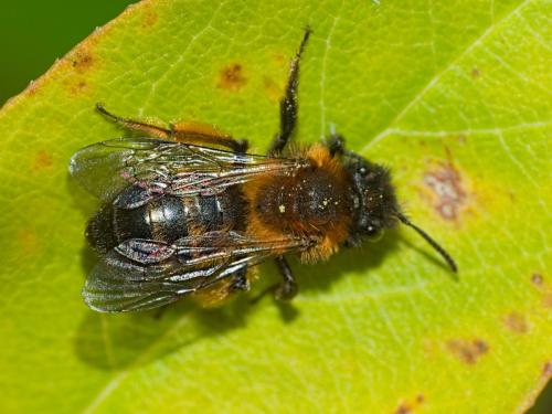 Andrena bicolor